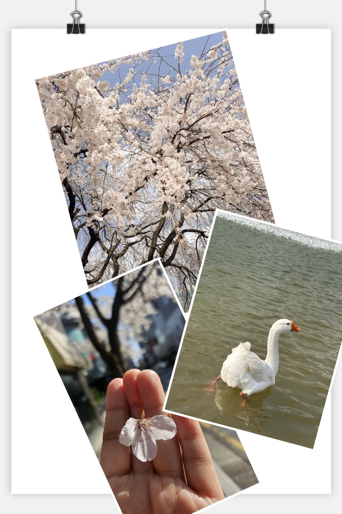 KakaoTalk_20250409_132842742.jpg