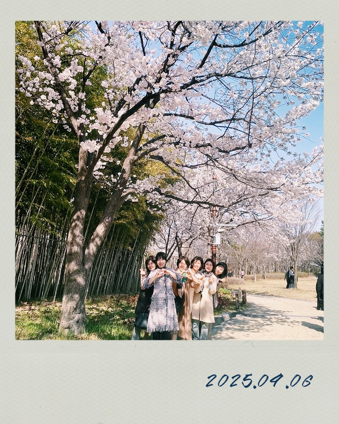 벚꽃.jpg